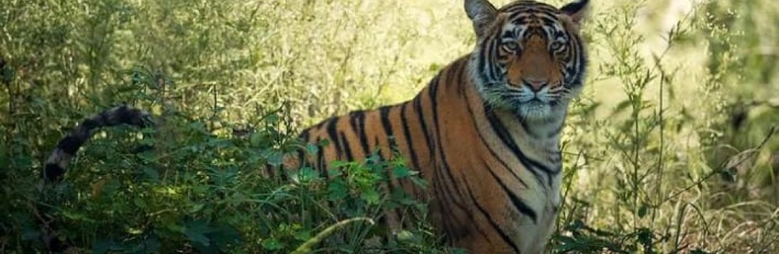 RanthamBore Safari Package