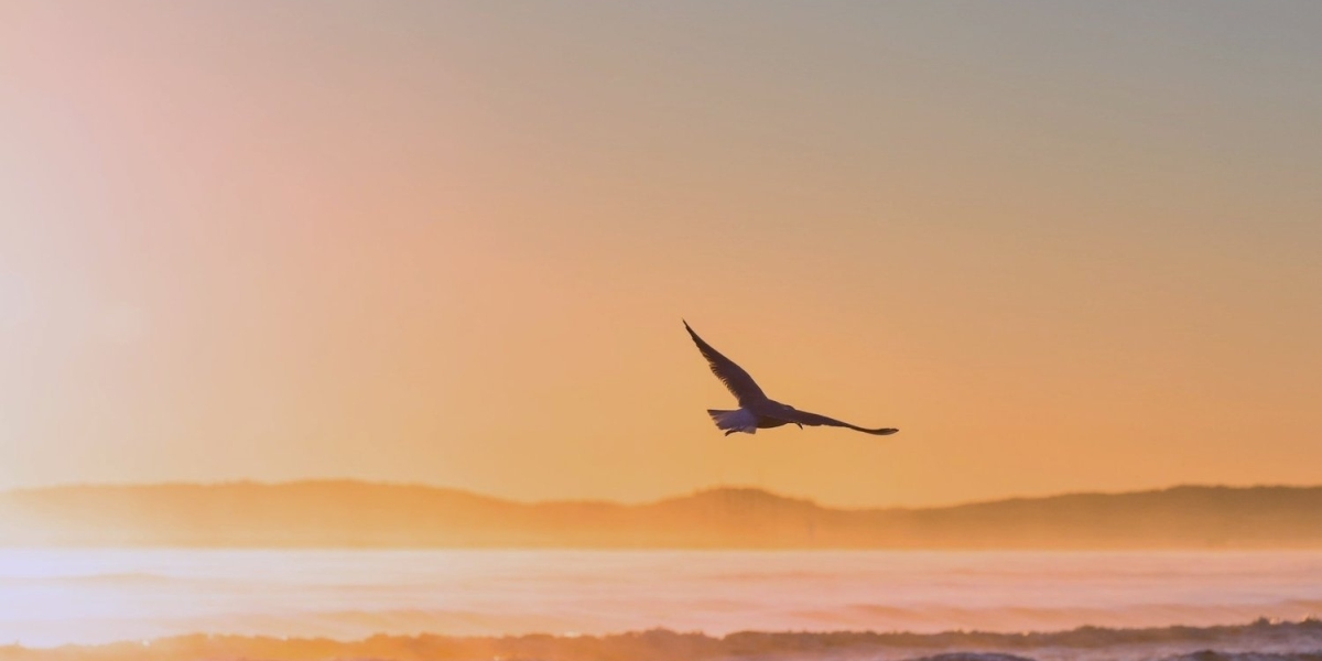Embracing Balance and Wellness: The Essence of a French Holistic Therapist