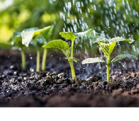 Độ ẩm đất thích hợp cho cây trồng là bao nhiêu?