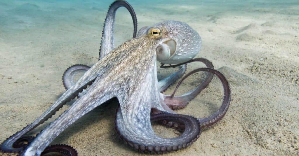 Whizolosophy | How Many Hearts Does an Octopus Have?
