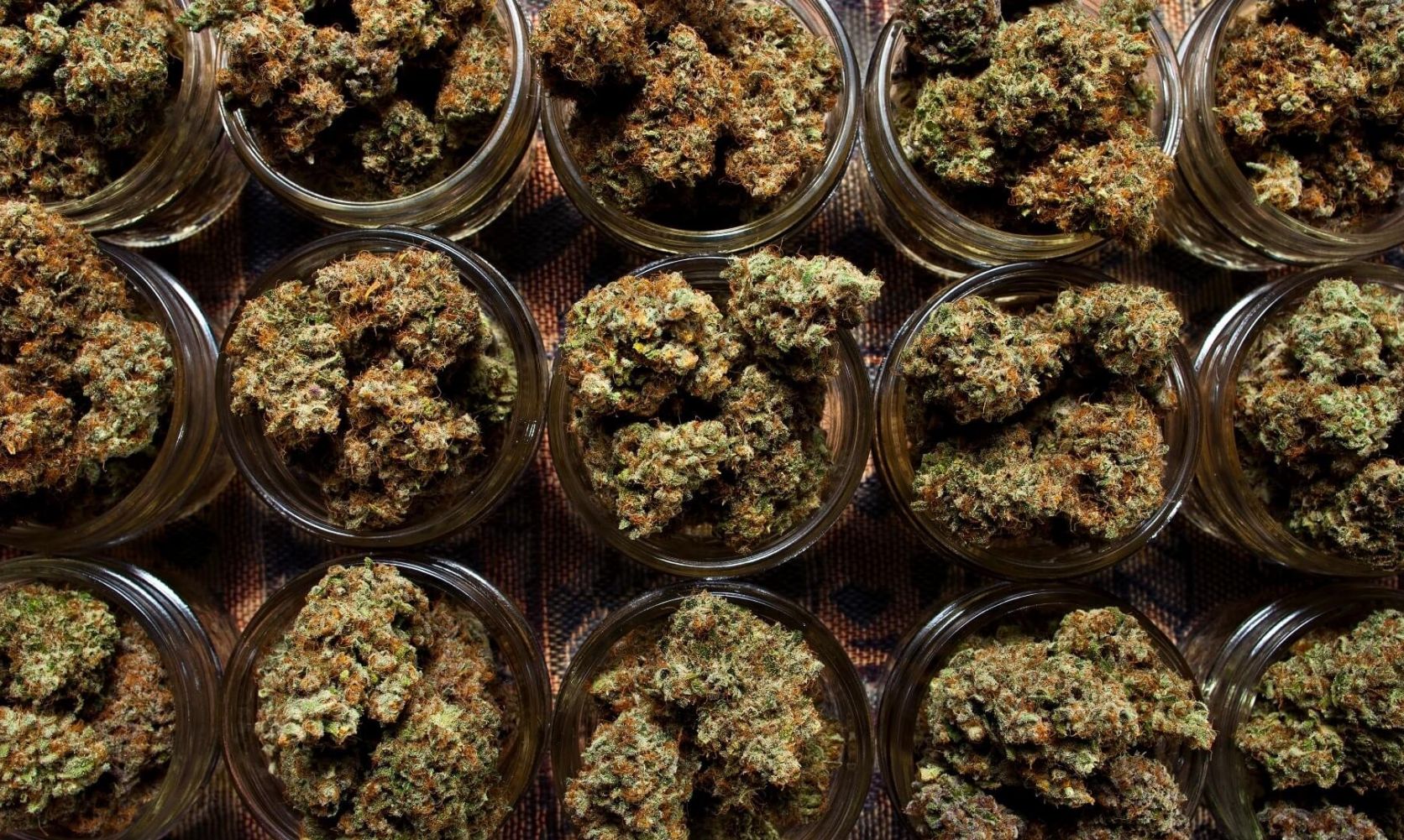 Sativa Splurge: A Step-by-Step Guide To Buy Sativa Weed Online | West Coast Cannabis