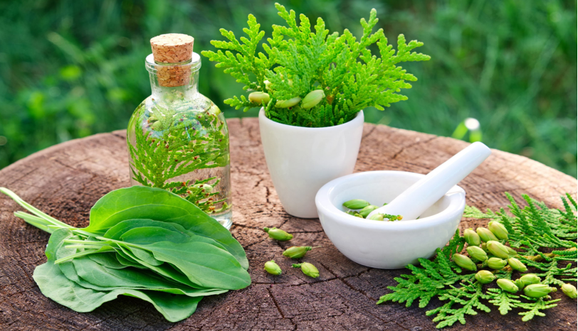 5 Healing Herbs With The Best Benefits – Ehealthy99.com