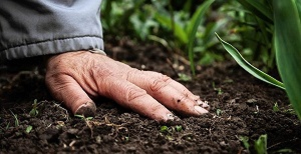 Các cách kiểm tra độ ẩm của đất chuẩn xác, dễ thực hiện