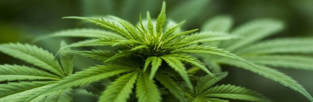 How Long Does Delivery Typically Take When Buying Weed Online in Canada? Article - ArticleTed -  News and Articles