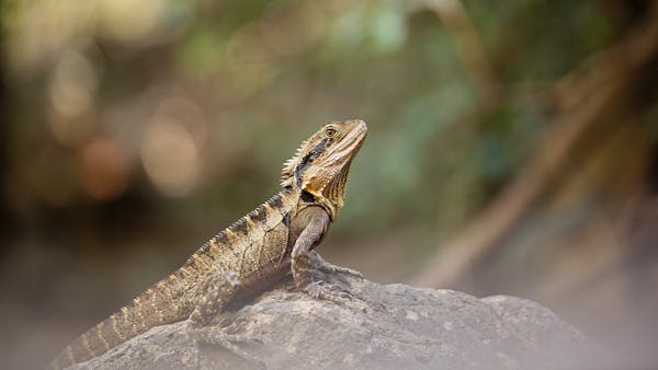 beardragon bearded dragon