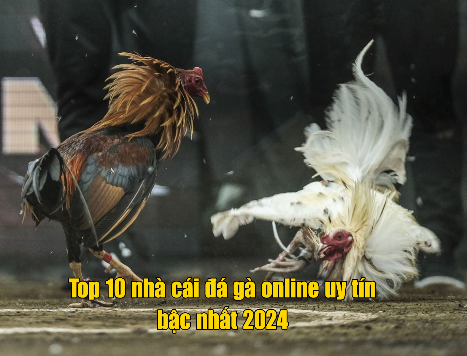Top 10 nhà cái đá gà online uy tín bậc nhất 2024