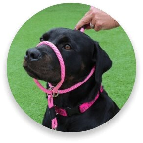 Alys Puppy Boot Camp