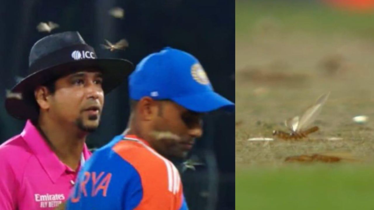 Watch: 'Bizarre Interruption!' India vs South Africa 3rd T20I suspended due to flying ants in Centurion