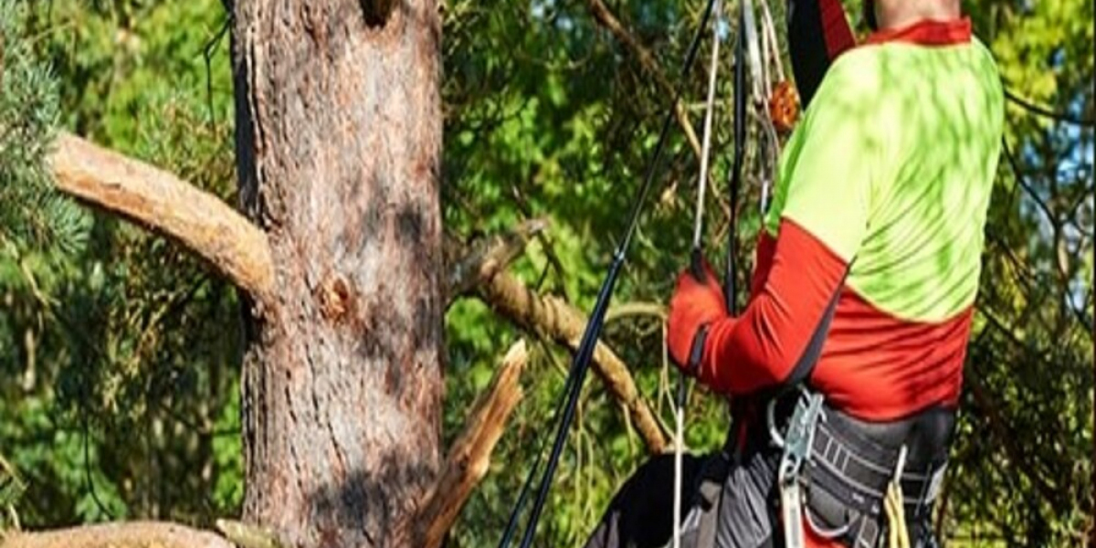 Expert Tree Lopping Services in Sydney – Ensure Safety & Aesthetic Appeal