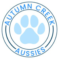 Autumncreek Aussies
