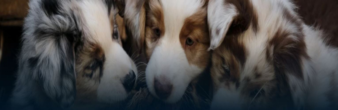 Autumncreek Aussies