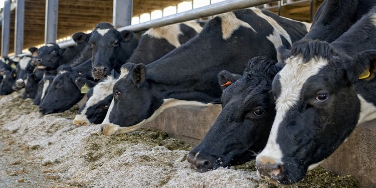 South America Animal Feed Additive Market: Key Drivers & Industry Outlook