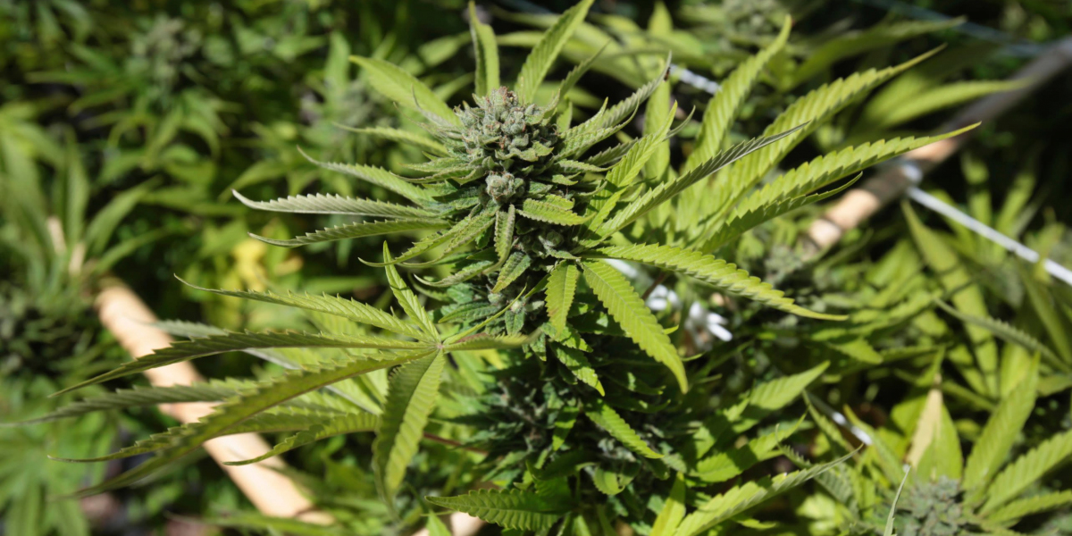 How to Spot Cannabis Flowering Signs While Ordering Weed Legally in New York