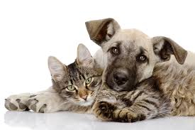 pet essential