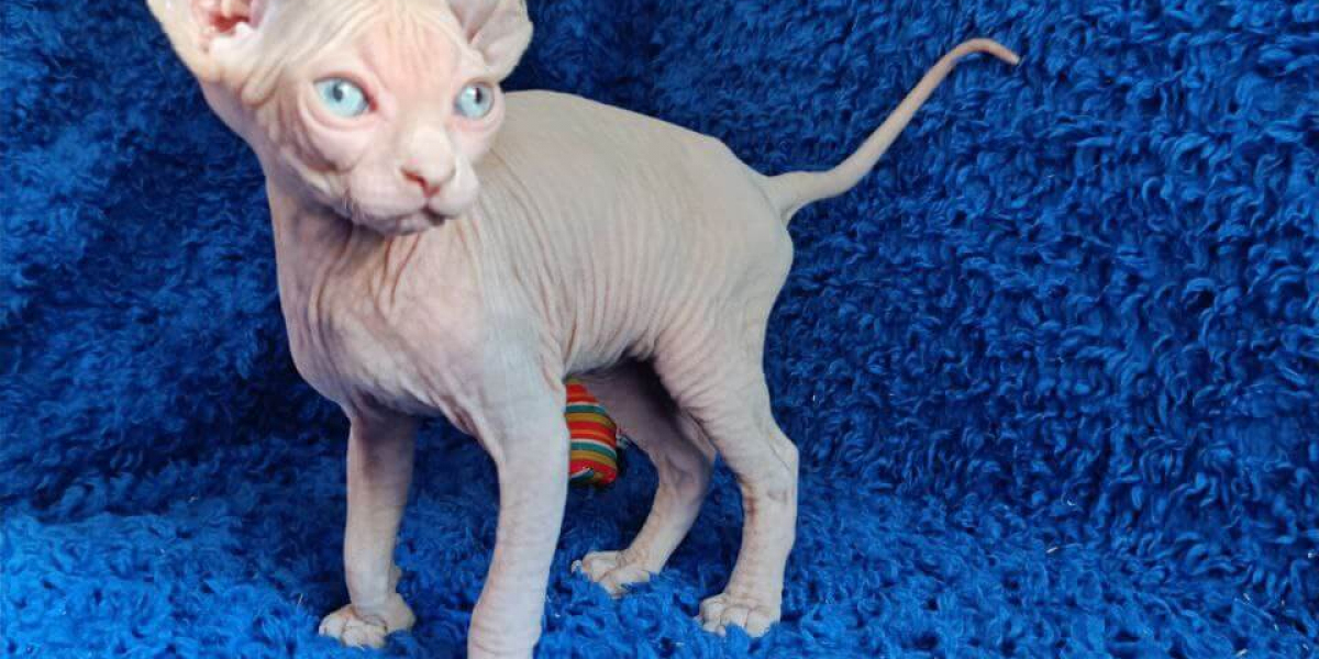 Discover the Unique Charm of Sphynx and Devon Rex Kittens – Affectionate, Playful, and Hypoallergenic