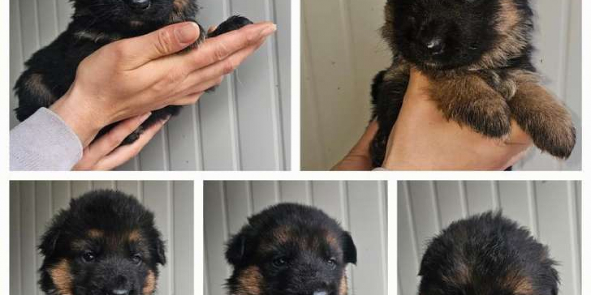 German Shepherd Puppies for Sale – Smart, Loyal, and Ready for New Homes