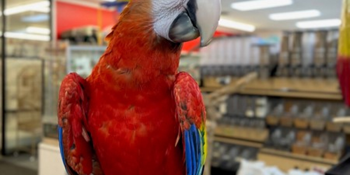 Blue and Gold Macaw for Sale – A Truly Captivating Companion