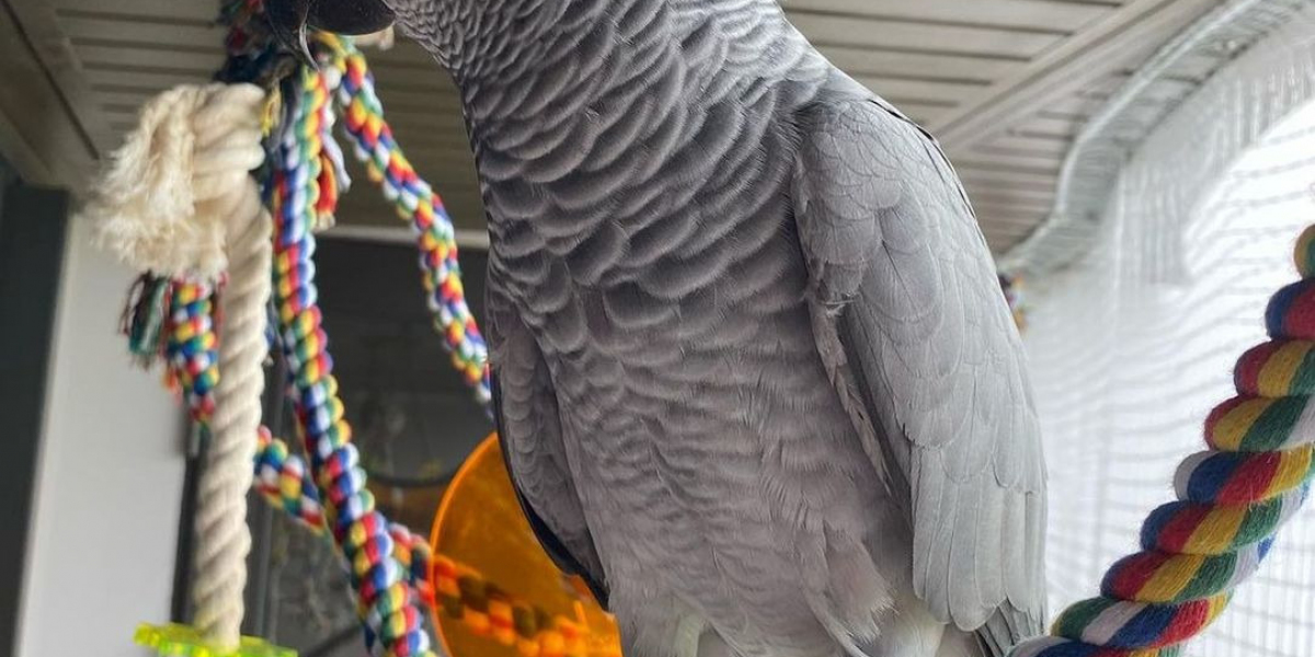 African Grey Parrots – The Intelligent Feathered Companion