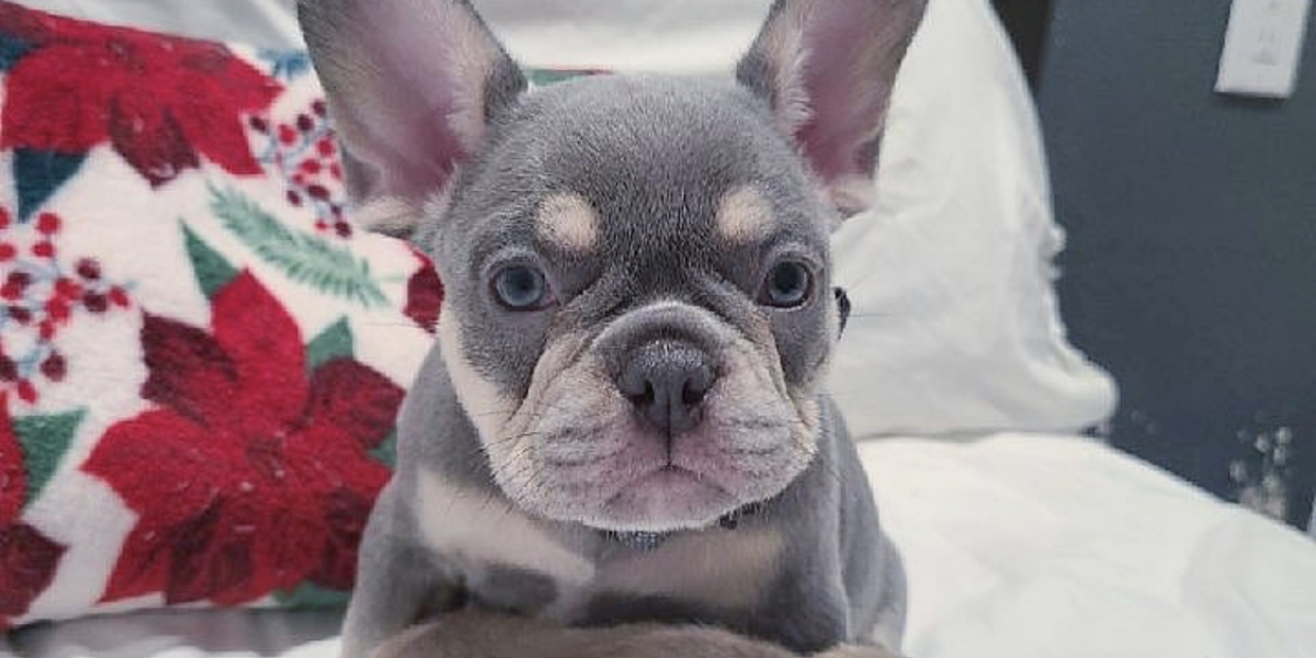 Why French Bulldog Puppies for Sale Make the Perfect Family Companion Dog