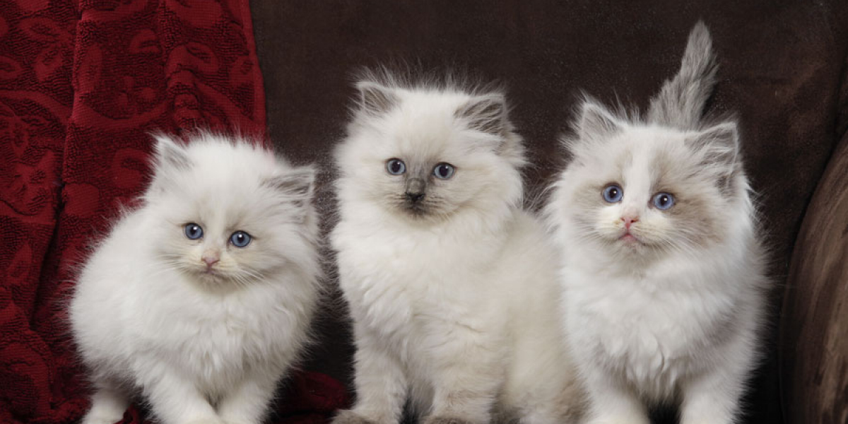 Ragdoll Kittens for Sale – Gentle Giants with Sweet Hearts