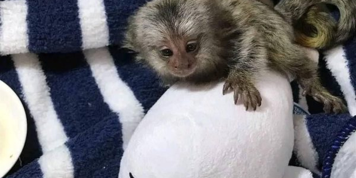 Adorable and Social: Discover Marmoset Monkeys For Sale