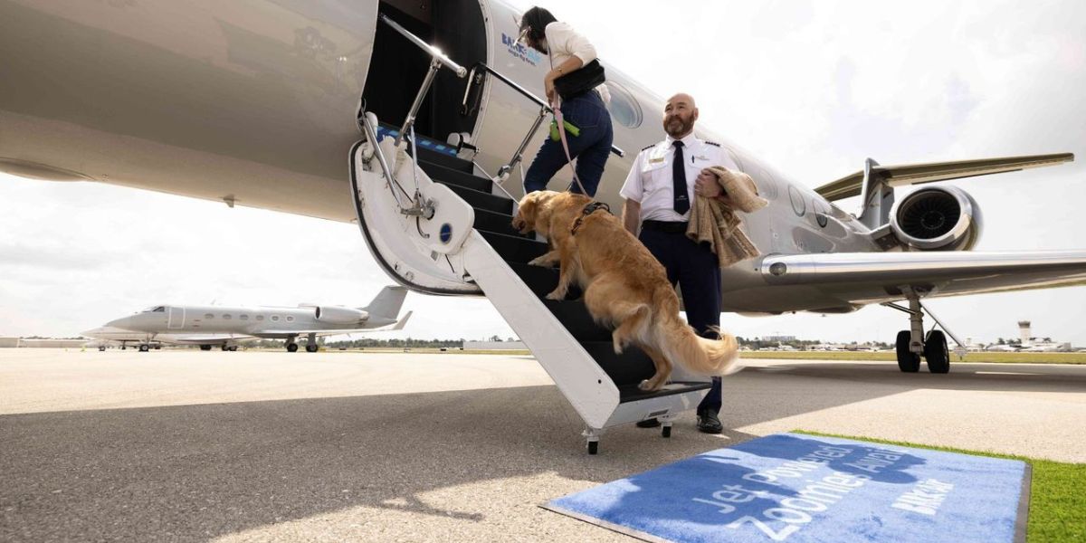 How to Fly Large Dogs in Cabin: Reviews