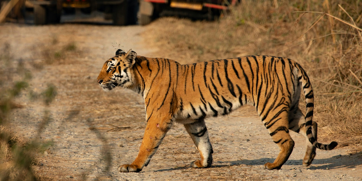 Delhi to Jim Corbett Cab