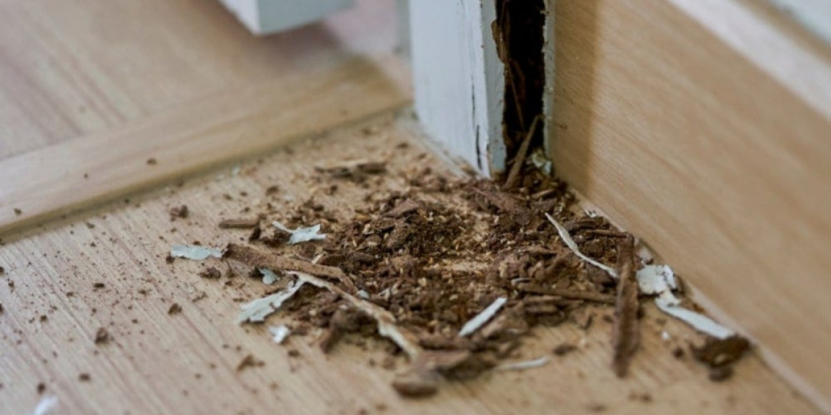 Protect Your Property with Expert Termite and Rodent Control in Montgomery & Willis, Texas