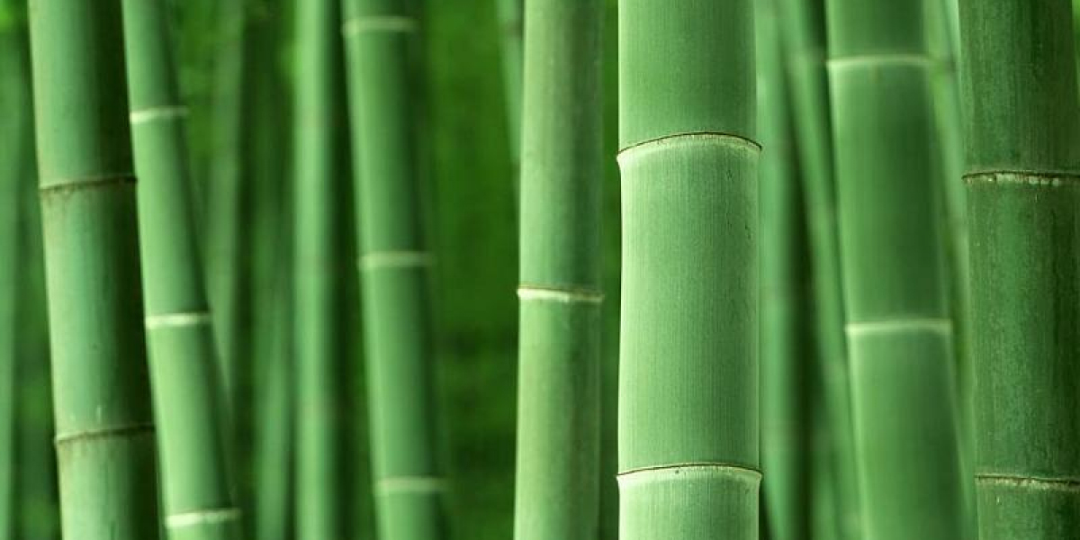 Bamboo Market Set to Surpass USD 20.3 Billion by 2034