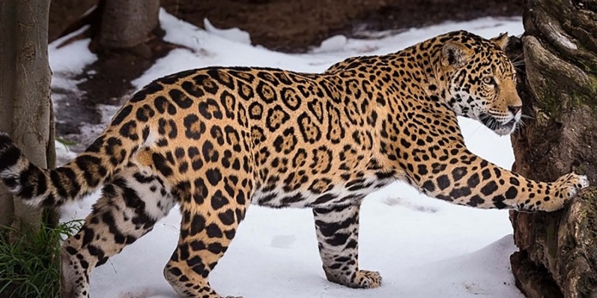 Why Jaguar Symbolism Embodies Courage and Fear