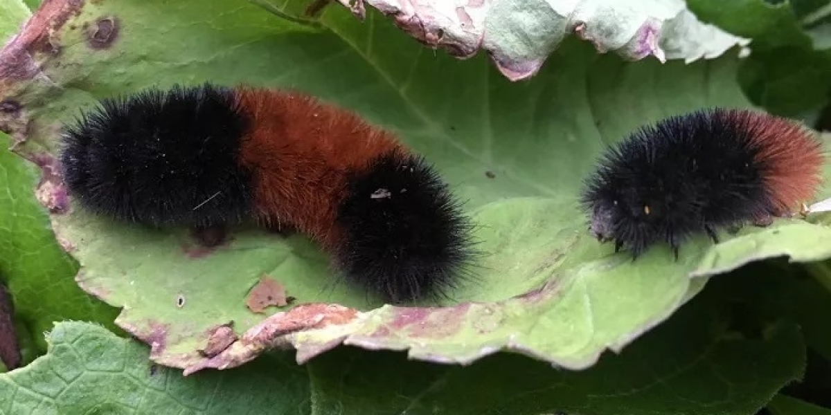 45 Woolly Bear Caterpillar Quotes, Sayings, and Proverbs