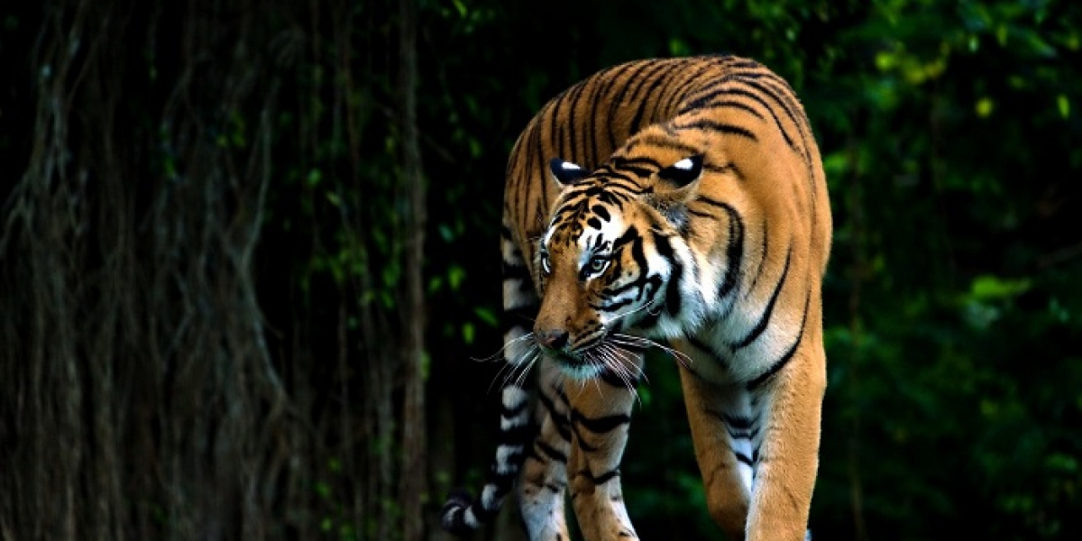 50+ Inspiring Tiger Quotes for Strength and Courage