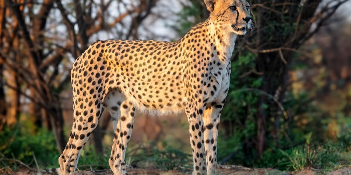 What Does It Mean If You Have a Spirit Animal?