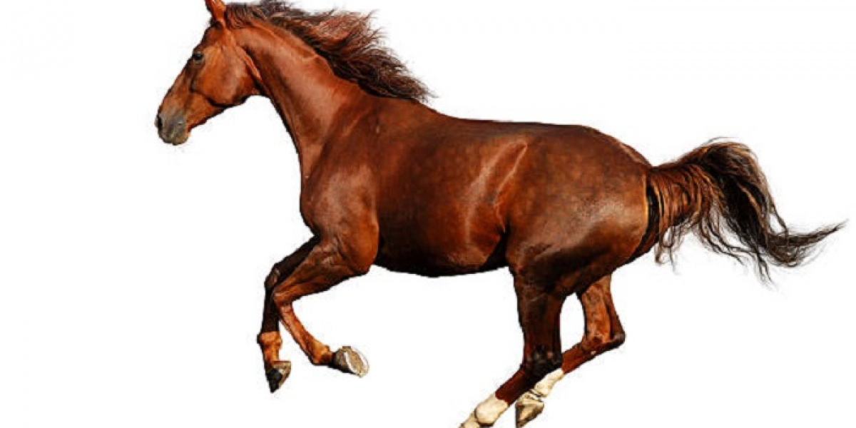 Horse Symbolism: Bravery, Freedom, and More
