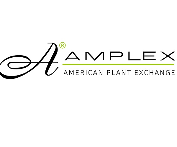 about amplex