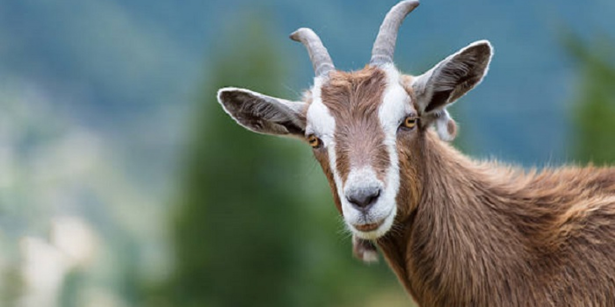 Goat Symbolism: Totem, Spirit & Omens
