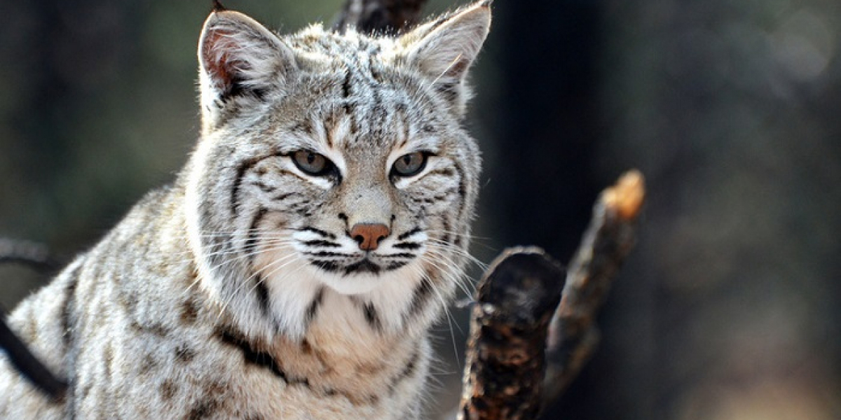 50 Inspiring Animal Quotes You Should Know