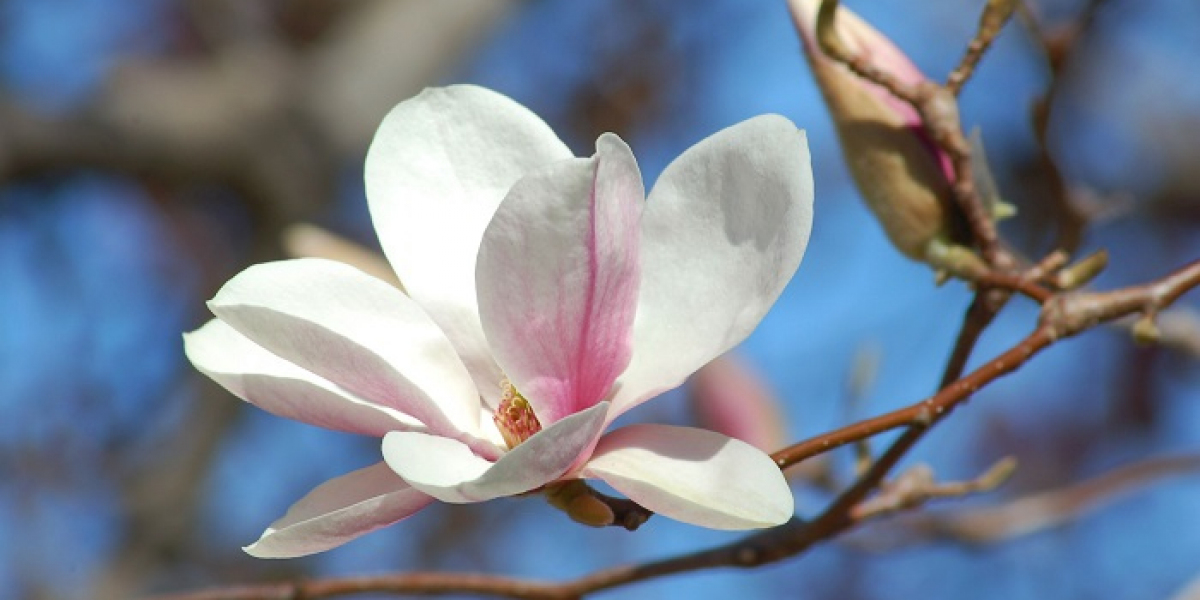 Magnolia Symbolism: A Spiritual Perspective