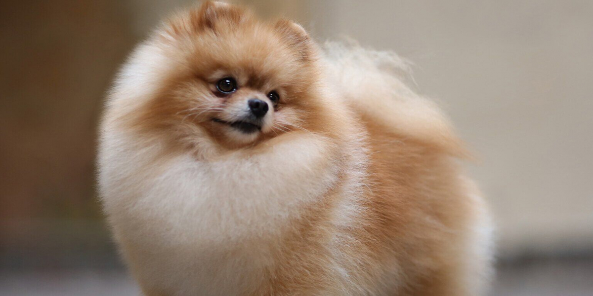 Fall in Love with Every Wag: The Pomeranian That Changes Your Life