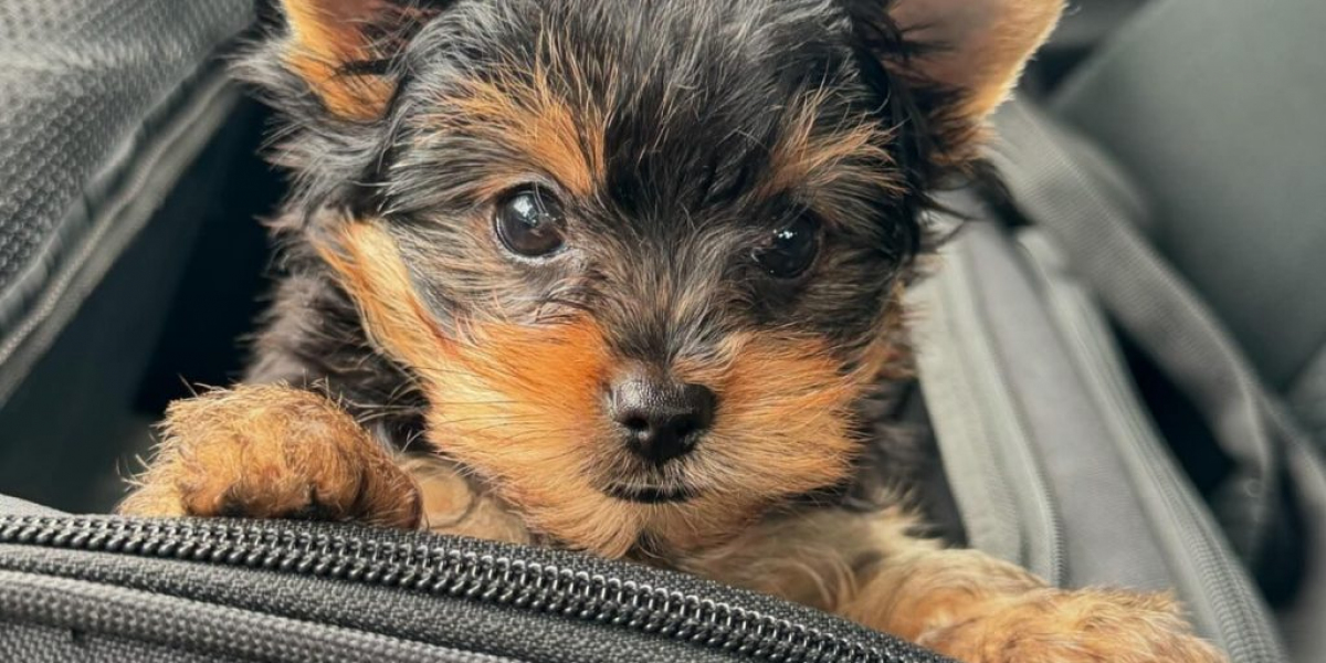 Yorkshire Terrier Züchter Welpen: Eine umfassende Anleitung
