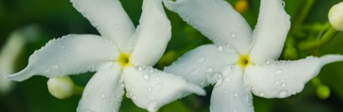 Conolidine Blogs