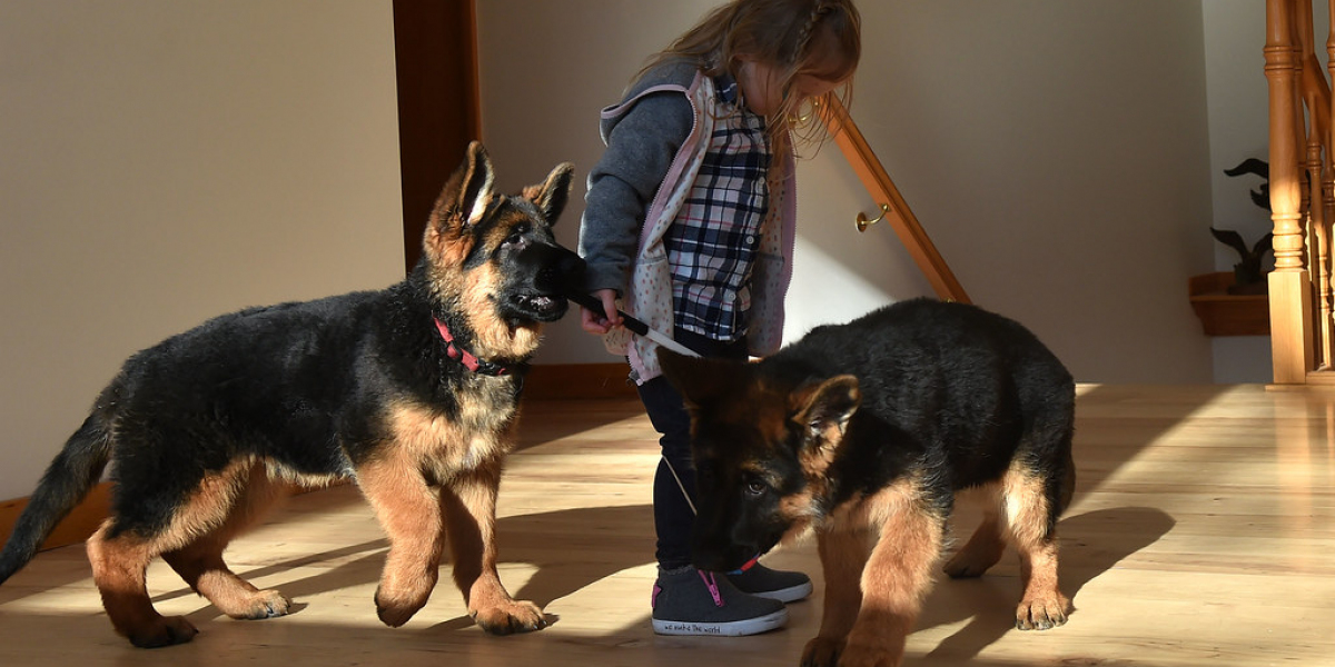 Blaue Schäferhunde: Ein Leitfaden zu Einer Seltenen und Faszinierenden Hunderasse