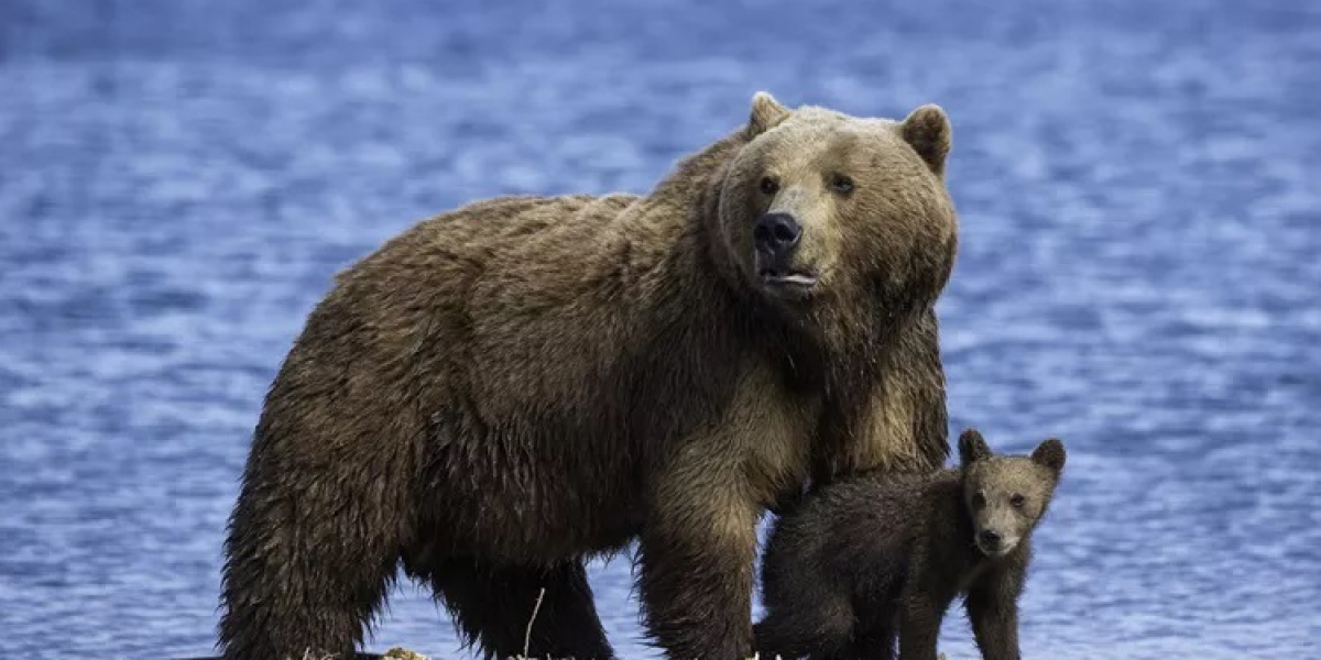 39 Brown bear Quotes, Sayings, and Proverbs
