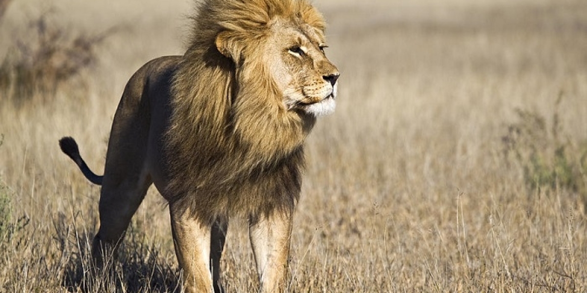 60+ Best Lion Quotes For A Roaring Life