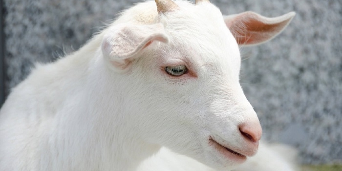 How Goat Symbolism Reflects Independence