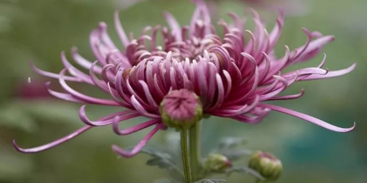 Chrysanthemum-leaved Lotus Symbolism and Meaning in Love, Death & Bible