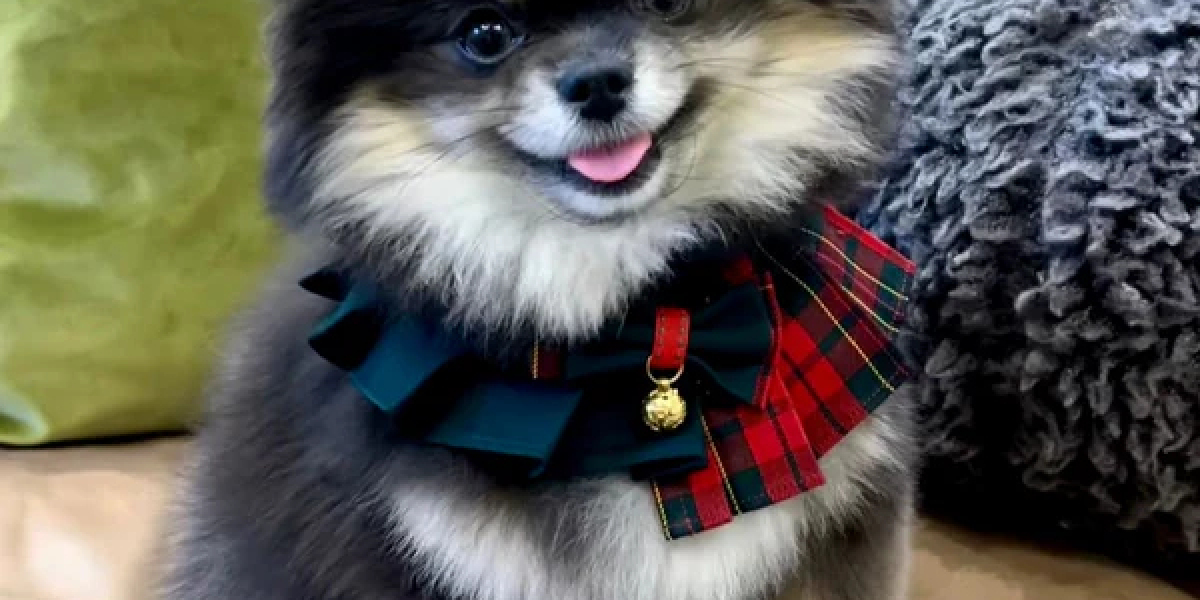 Timeless Style: A Complete Guide to the Scottish Red-Green Plaid Dress for Dogs