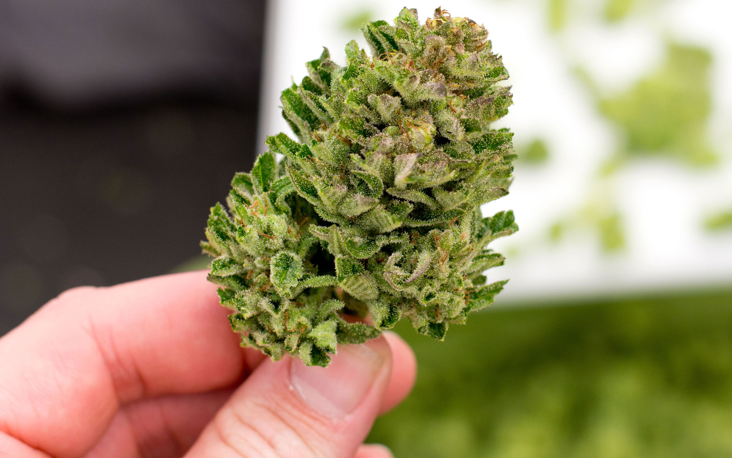 kush buddy