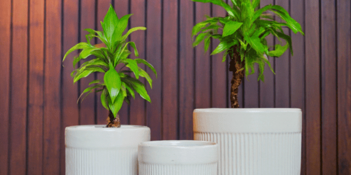 Buy Ceramic Pots Wholesale Online for Stylish Plant Decor
