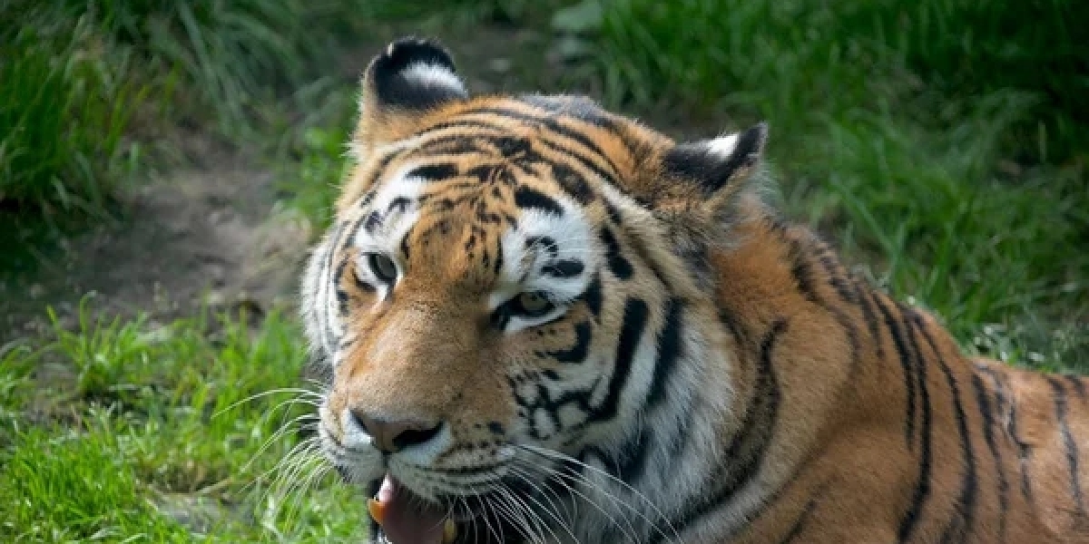 Is Tiger Symbolism Always About Aggression?